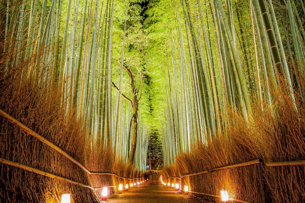 竹林の小径ライトアップ