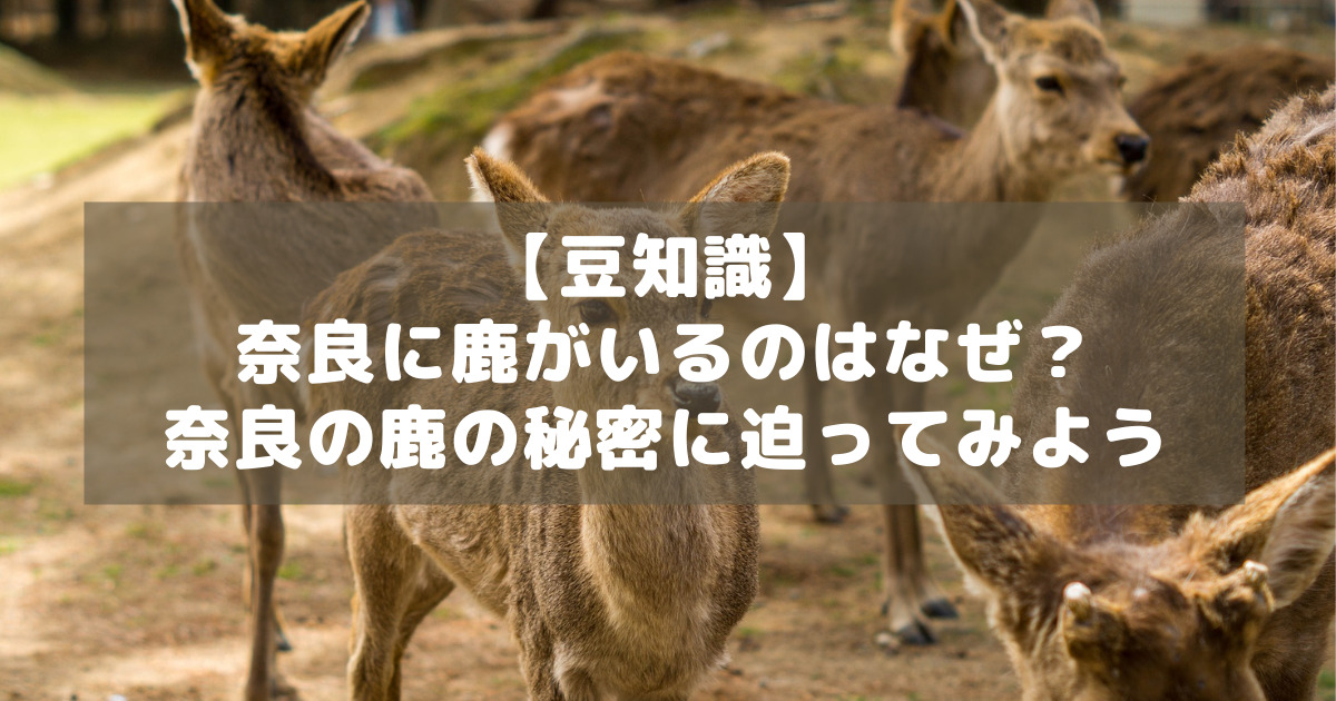 アイキャッチ_奈良の鹿