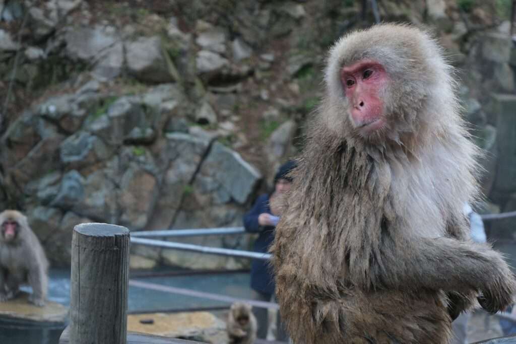 猿