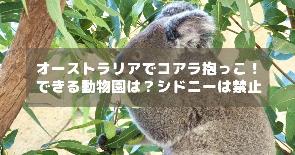 アイキャッチ_コアラ抱っこ