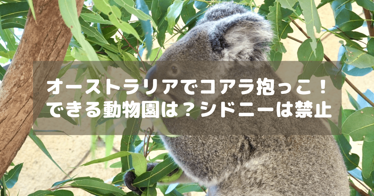 アイキャッチ_コアラ抱っこ