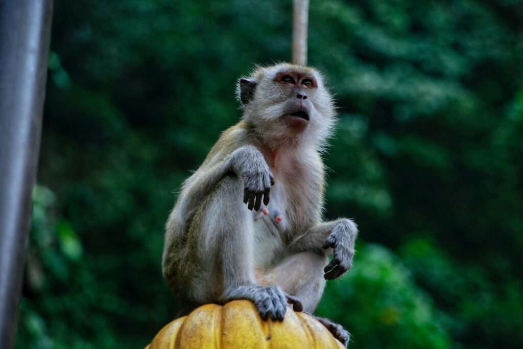 バトゥ洞窟のサル